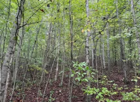 148+/-acres Unrestricted Hunting Tract in Palmer TN