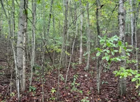 148+/-acres Unrestricted Hunting Tract in Palmer TN