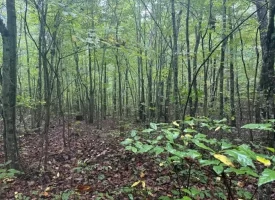 148+/-acres Unrestricted Hunting Tract in Palmer TN