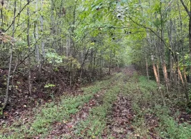 148+/-acres Unrestricted Hunting Tract in Palmer TN