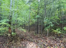 148+/-acres Unrestricted Hunting Tract in Palmer TN
