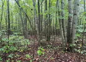148+/-acres Unrestricted Hunting Tract in Palmer TN