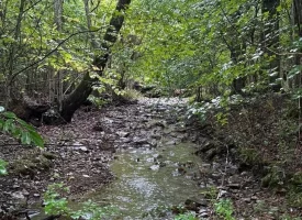 148+/-acres Unrestricted Hunting Tract in Palmer TN