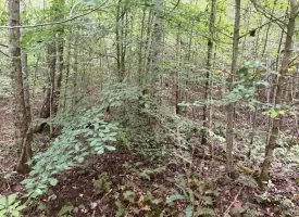 148+/-acres Unrestricted Hunting Tract in Palmer TN