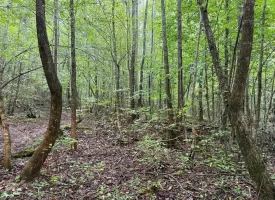 148+/-acres Unrestricted Hunting Tract in Palmer TN
