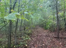 148+/-acres Unrestricted Hunting Tract in Palmer TN