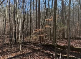 5.03+/-acres Unrestricted Wooded Property