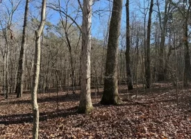 5.03+/-acres Unrestricted Wooded Property