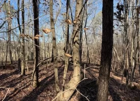 5.03+/-acres Unrestricted Wooded Property