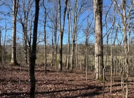5.03+/-acres Unrestricted Wooded Property