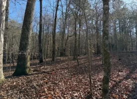 5.03+/-acres Unrestricted Wooded Property