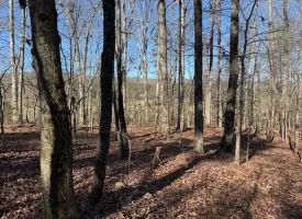 5.03+/-acres Unrestricted Wooded Property