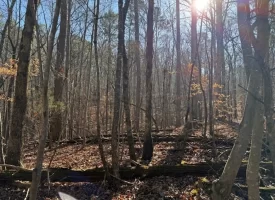 5.03+/-acres Unrestricted Wooded Property