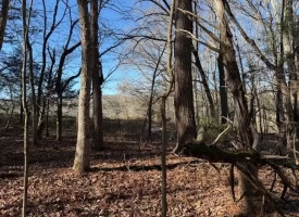5.03+/-acres Unrestricted Wooded Property