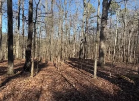 5.03+/-acres Unrestricted Wooded Property