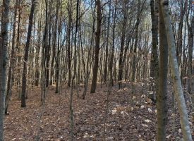 2.40+/-acres Unrestricted wooded property