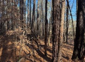 2.40+/-acres Unrestricted wooded property