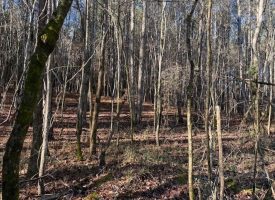 2.40+/-acres Unrestricted wooded property