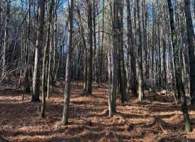 2.40+/-acres Unrestricted wooded property
