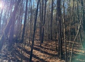 2.40+/-acres Unrestricted wooded property