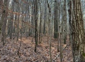 2.40+/-acres Unrestricted wooded property