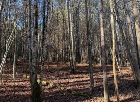 2.40+/-acres Unrestricted wooded property