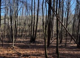 2.40+/-acres Unrestricted wooded property