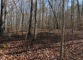 5.1+/-acres unrestricted Wooded Property