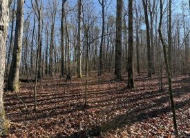 4.89+/-acres Unrestricted Wooded Property