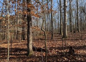 4.89+/-acres Unrestricted Wooded Property