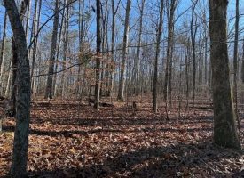 4.89+/-acres Unrestricted Wooded Property