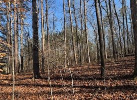 4.89+/-acres Unrestricted Wooded Property