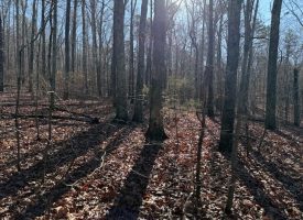 4.89+/-acres Unrestricted Wooded Property