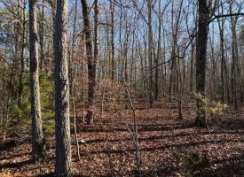 4.89+/-acres Unrestricted Wooded Property