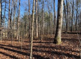4.89+/-acres Unrestricted Wooded Property