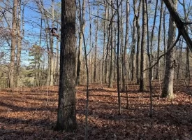 4.85+/-acres Unrestricted beautiful, wooded property.