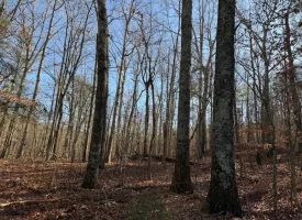 4.85+/-acres Unrestricted beautiful, wooded property.