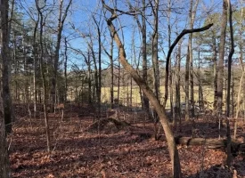 4.85+/-acres Unrestricted beautiful, wooded property.