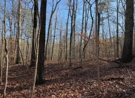 4.85+/-acres Unrestricted beautiful, wooded property.