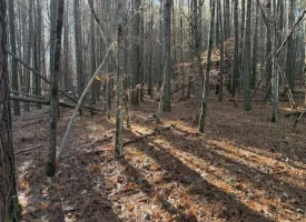 3.28+/-acres Unrestricted beautiful, wooded property.