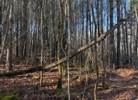 3.28+/-acres Unrestricted beautiful, wooded property.