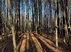 3.28+/-acres Unrestricted beautiful, wooded property.