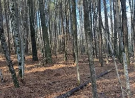 3.28+/-acres Unrestricted beautiful, wooded property.