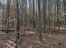 3.28+/-acres Unrestricted beautiful, wooded property.