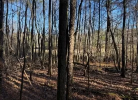 3.28+/-acres Unrestricted beautiful, wooded property.
