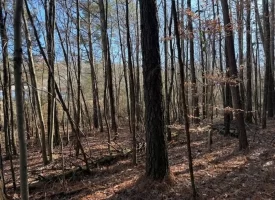 3.28+/-acres Unrestricted beautiful, wooded property.