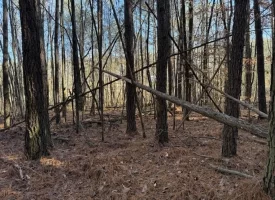 3.28+/-acres Unrestricted beautiful, wooded property.