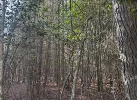 5.03+/- acres with beautiful Creek in Grundy County, Tennessee