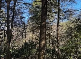 5.06+/-acres Beautiful Creek Property