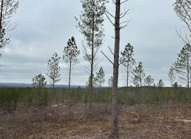 5.11+/-acres Beautiful Property with Views